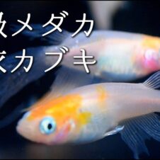 ココツガ ココニアルミリョク ツガ をテーマに 情報をお届けするココツガです メダカ園たむら